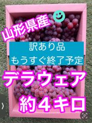 【訳あり】山形県産ぶどう　デラウェア約4キロ