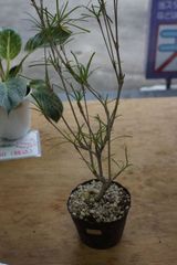 NO.62 【貴重な羆芸】極姫竹葉セッコク 梅弁花 黄花 - メルカリ