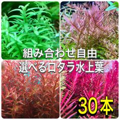 選べるロタラ水上葉　30本