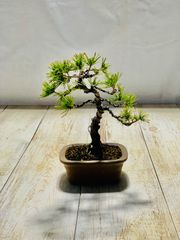 五葉松　小品盆栽　ミニ盆栽　ごようまつ