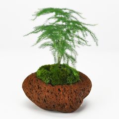 アスパラガス・ナナス 石付き