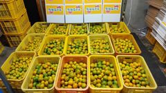 有田みかん　極うま　　１０キロ