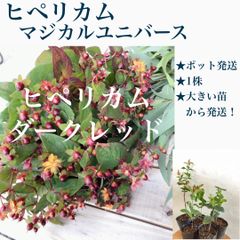 ヒペリカム　ダークレットの実　苗・苗木　★数限定！　1苗　★ポット発送(抜き苗は致しません)  ★大きい苗から発送します　★来年から咲きます