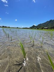 令和6年産　旭米　10年以上の自家採種　自然栽培米　30キロ玄米
