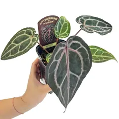2025年最新】anthurium michelleの人気アイテム - メルカリ