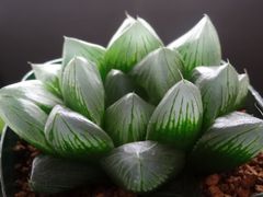 多肉植物　ハオルチア　天津I