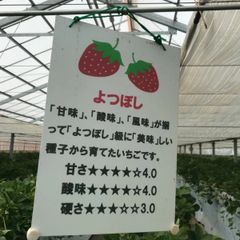 冷凍いちご 2.5キロ　よつぼし　発送地域限定
