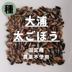 【種】大浦太ごぼう　農薬不使用　100粒
