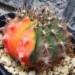 ギムノカリキウム錦・サボテン・抜き苗・大きいサイズ・４号ポット