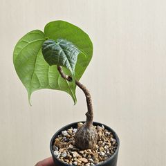 ②〔フィルミアナ・コロラータ 〕Firmiana Colorata Sterculia colorata  塊根植物 コーデックス