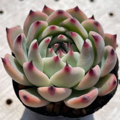 1点限り美苗　桃太郎　多肉植物　エケベリア