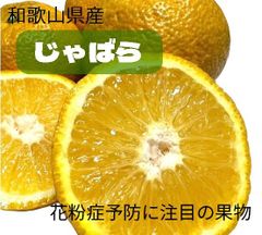 花粉症予防に注目の果物！じゃばら2.5キロ　14～22玉のサムネイル