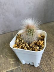 サボテン　エスポストア　リッテリー冠　２号鉢ごと