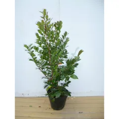 現品　山採り　ヒサカキ　姫榊　ビシャコ　特大苗 現品ヒサカキビシャコ姫榊特大苗4mほど山採り 007