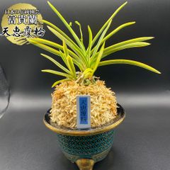 富貴蘭【鋸山縞】 希少 - メルカリ