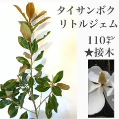 タイサンボク　リトルジェム　③苗・苗木　★接木　110㌢大苗　★若木のうたから花を付け、かなり低いところにある枝にも花が咲きます！　★白い花には良い香りがあり、四季咲き性が強く、春から晩秋まで開花します！