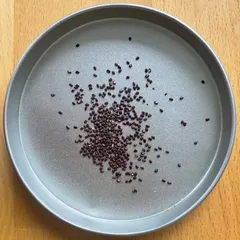 2025年最新】種 金鯱の人気アイテム - メルカリ