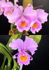 ★洋蘭★原種★新発売！自家製実生★ C. schroederae x sib★‘Fabiano Extra’ x f.oscura ’Sanadora’★カトレア★シュロデレー★12-1