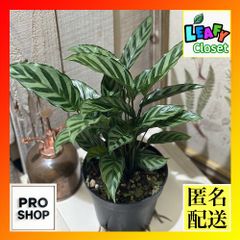 観葉植物　カラテア フレディ 4号(現品)　インテリアグリーン 室内園芸 オシャレ カワイイ 可愛い(505425)