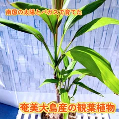 2024年最新】ソテツの新芽の人気アイテム - メルカリ