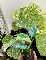 2025年最新】Monstera legacyの人気アイテム - メルカリ