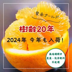 愛媛愛南町産　樹齢20年以上　愛南ゴールド　河内晩柑　農薬不使用4kg