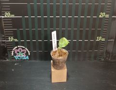 アグラオネマ 　ピクタム　トリカラー Aglaonema pictum tricolor