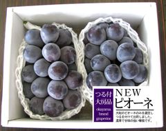 【冷蔵便　予約品】岡山産　NEWピオーネ　つる付　約1.5ｋｇ（2房入）　発送　8月上旬～