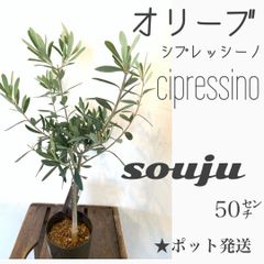 オリーブの木　【11】苗・苗木　☆ポット発送！☆SOUJU cipressino シプレッシーノ　大人気創樹さんの木