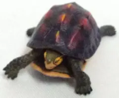 2026年最新】ハコガメの人気アイテム - メルカリ