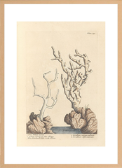 世界の名画 100年前 アートポスター ボタニカル 植物 果物 ハーブ ヴォイニッチ手稿 絵画 おしゃれ レトロ ポップ インテリア フレームなし （A3サイズ）（ポスターのみ）