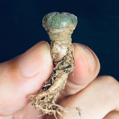 7 大型皺疣烏羽玉 現地球 サボテン ロホホラ ペヨーテ L.peyote 3 大型皺疣烏羽玉 現地球 サボテン ロホホラ ペヨーテ L.peyote