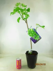 シャインマスカット苗 メルカリ運営接木として確認済 ️⭕️ 確認用 Amazon.co.jp: 富士園芸 ぶどう 苗木 苗 「シャインマスカット 挿木苗