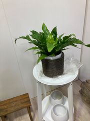 アスプレニウム　ビーナス　稀少　オオタニワタリ　シダ植物　観葉植物