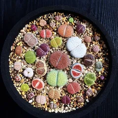 7DSS かわいい15苗のセット リトープス カラフルセット 多肉植物