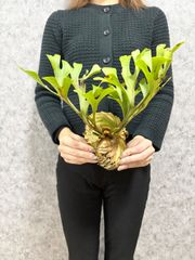 【B1 Mサイズ】 ▽P.ridleyi Wild Banten▽ リドレー　リドレイ【PLANET】ビカクシダ