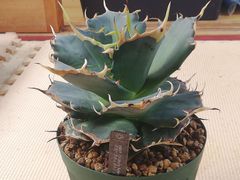 ユッカロストラータ抜き苗1株(鉢などは付きません)タグつき