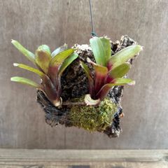 ネオレゲリア　ハイブリッド②　コルク付　交配種 交配 Neoregelia hybrid 交配種 交配 現品 観葉植物 観葉 植物 珍奇植物 珍奇 珍しい レア 希少 タンクブロメリア ブロメリア アナナス ハンギング 吊るす  インテリア おしゃれ