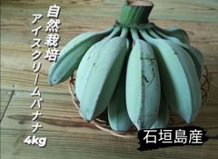 石垣島産 アイスクリームバナナ（自然栽培）4kg