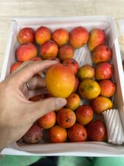宮古島産　ミニマンゴー　1キロ