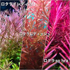 赤系ロタラ水上葉3種　各10本