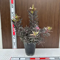 2025年最新】リューカデンドロン デュリフの人気アイテム - メルカリ