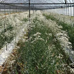 かすみ草　生花　約50センチ　30本　花束　切花