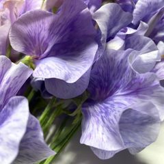 花 生花 切り花 花束 発送日に収穫 超新鮮 最速即日発送 産地直送 希少虎柄スイートピー 混合 L50本 保水有 フラワー サプリメント ガーデニング インテリア 春の花 新春 切花