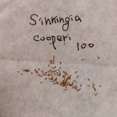 【種子100粒】シンニンギア・クーペリー 種子100粒 Sinningia cooperi