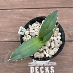 Agave oteroi seedling アガベ オテロイ 実生苗