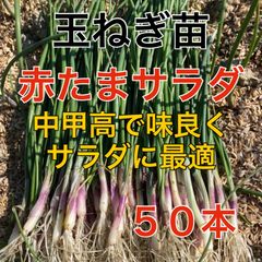 赤玉ねぎ50本‼️中まで彩り良く鮮やかな玉ねぎ‼️