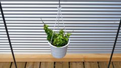【観葉植物】ホヤ　カルノーサ　コンパクタ　4号　吊鉢
