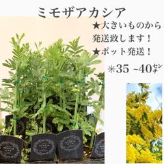 ミモザアカシア苗・苗木　★ポット発送！　★大きいものから発送致します　ドライフラワー