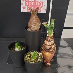 春の植え替え・発根チャレンジセット】グラキリスベアルート